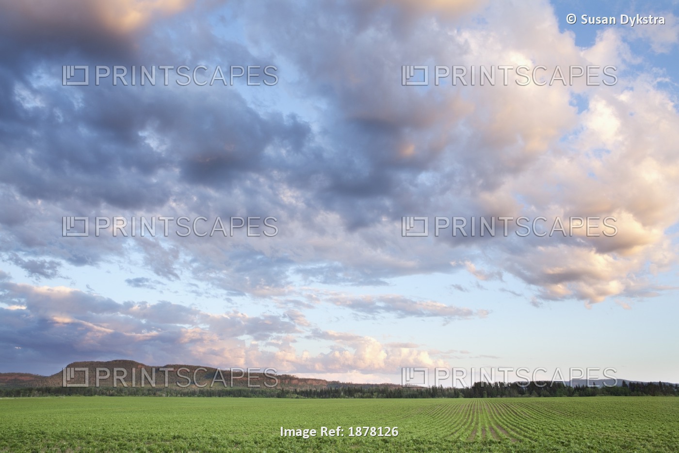 Field Of Soy Beans At Sunset
