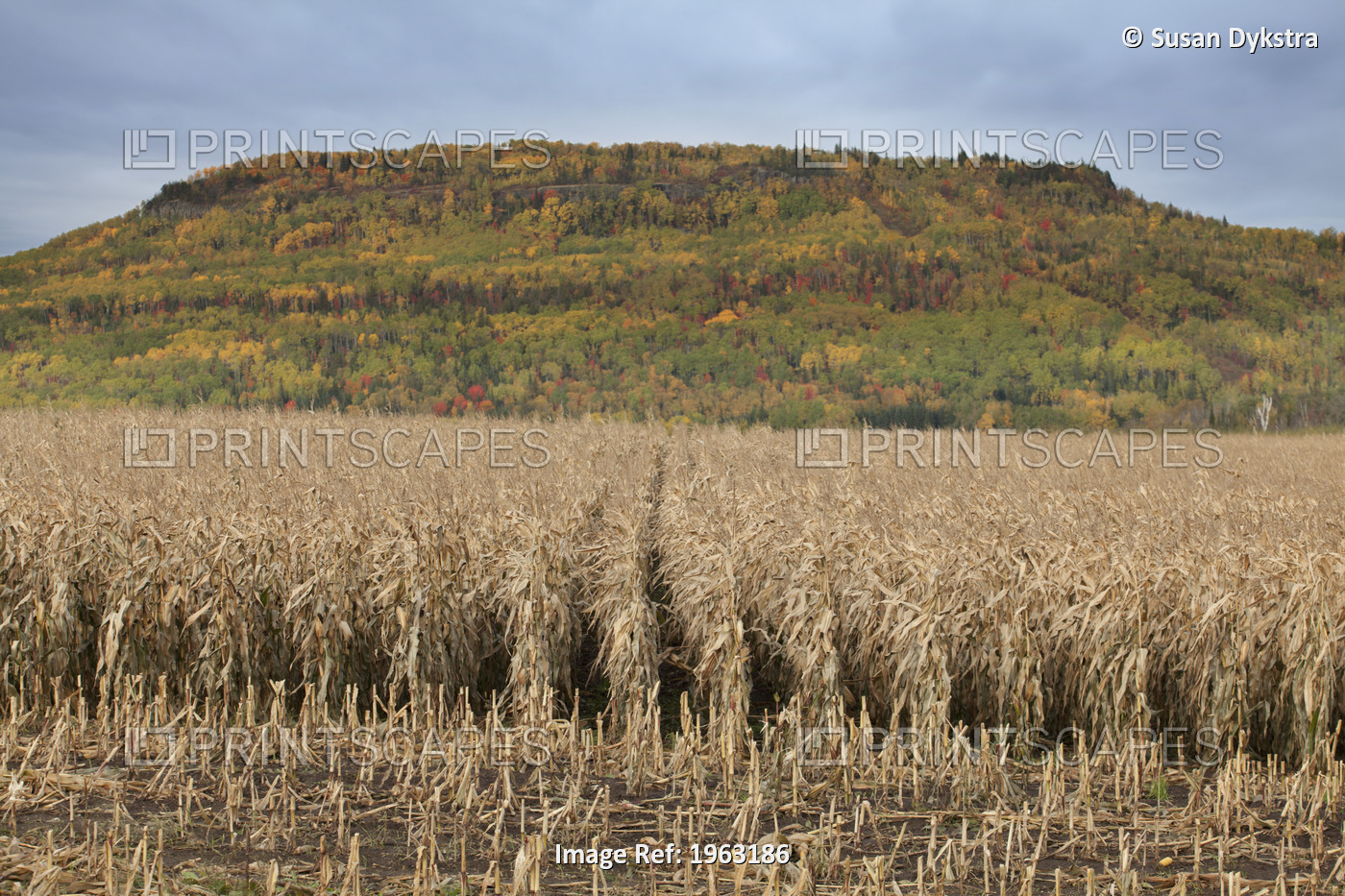 Country corn field