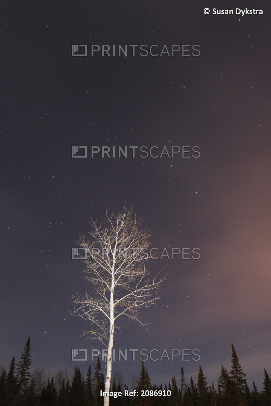 Stars In The Night Sky With A Lone Tree; 