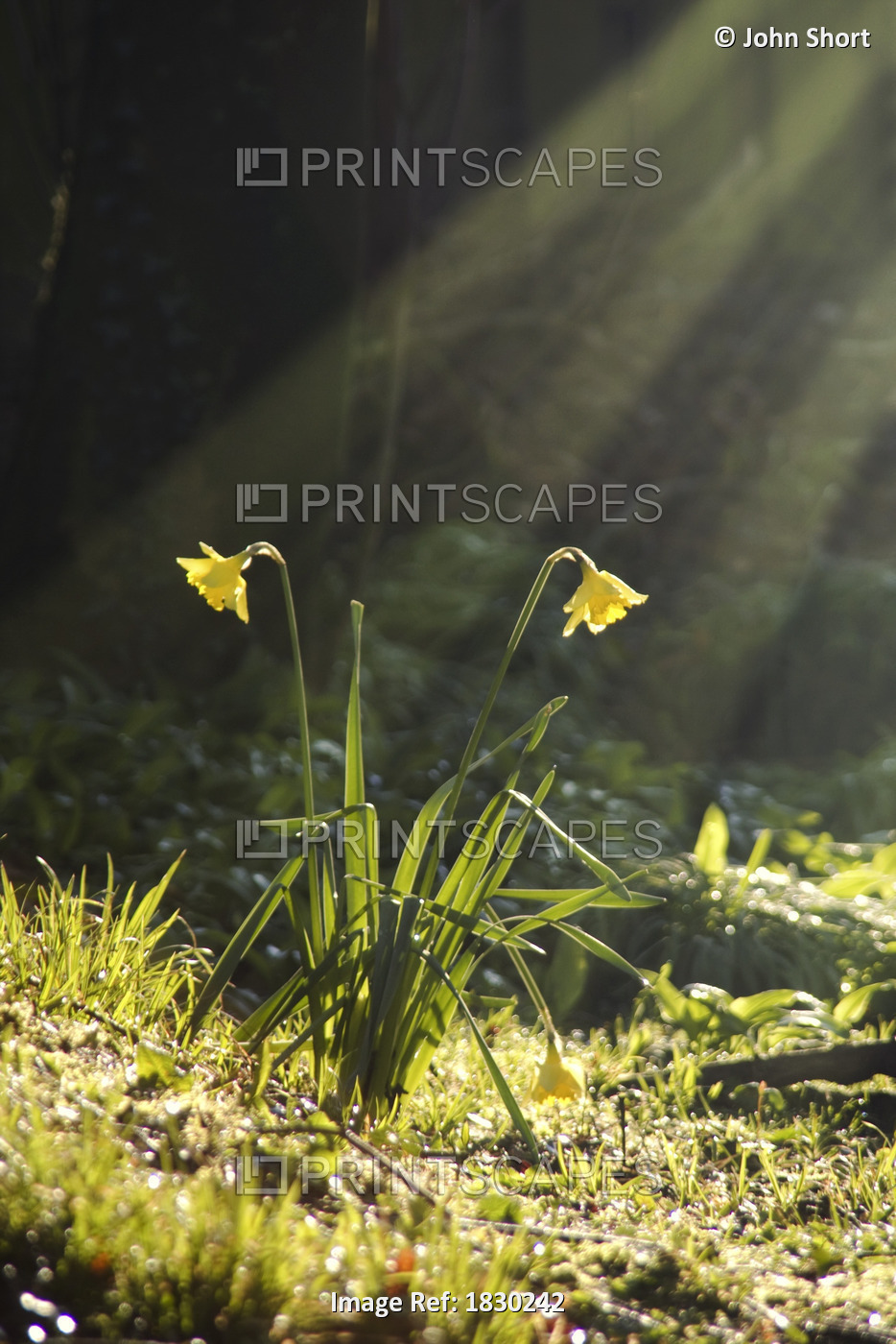 Daffodils In Sunlight
