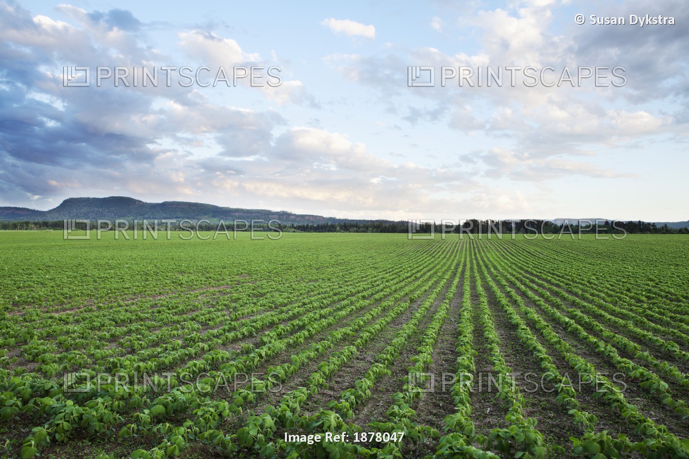 Field Of Soy Beans At Sunset
