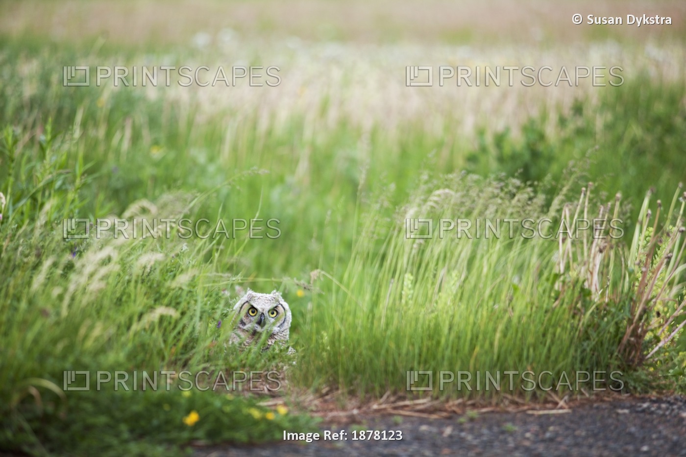 Owl In The Grass; Thunder Bay, Ontario, Canada