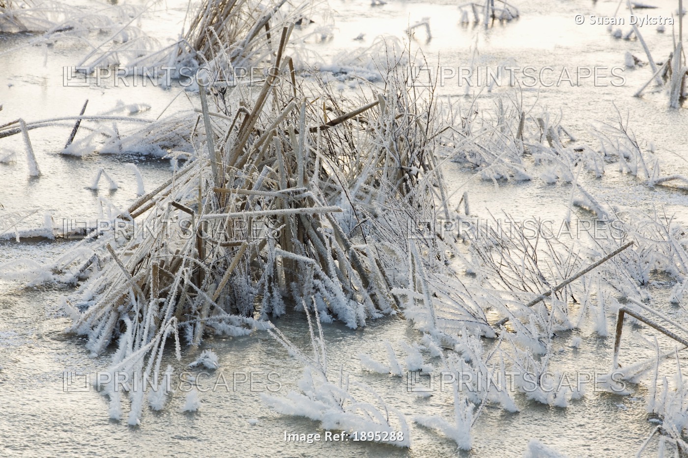 Frost Covered Grass In A Pond