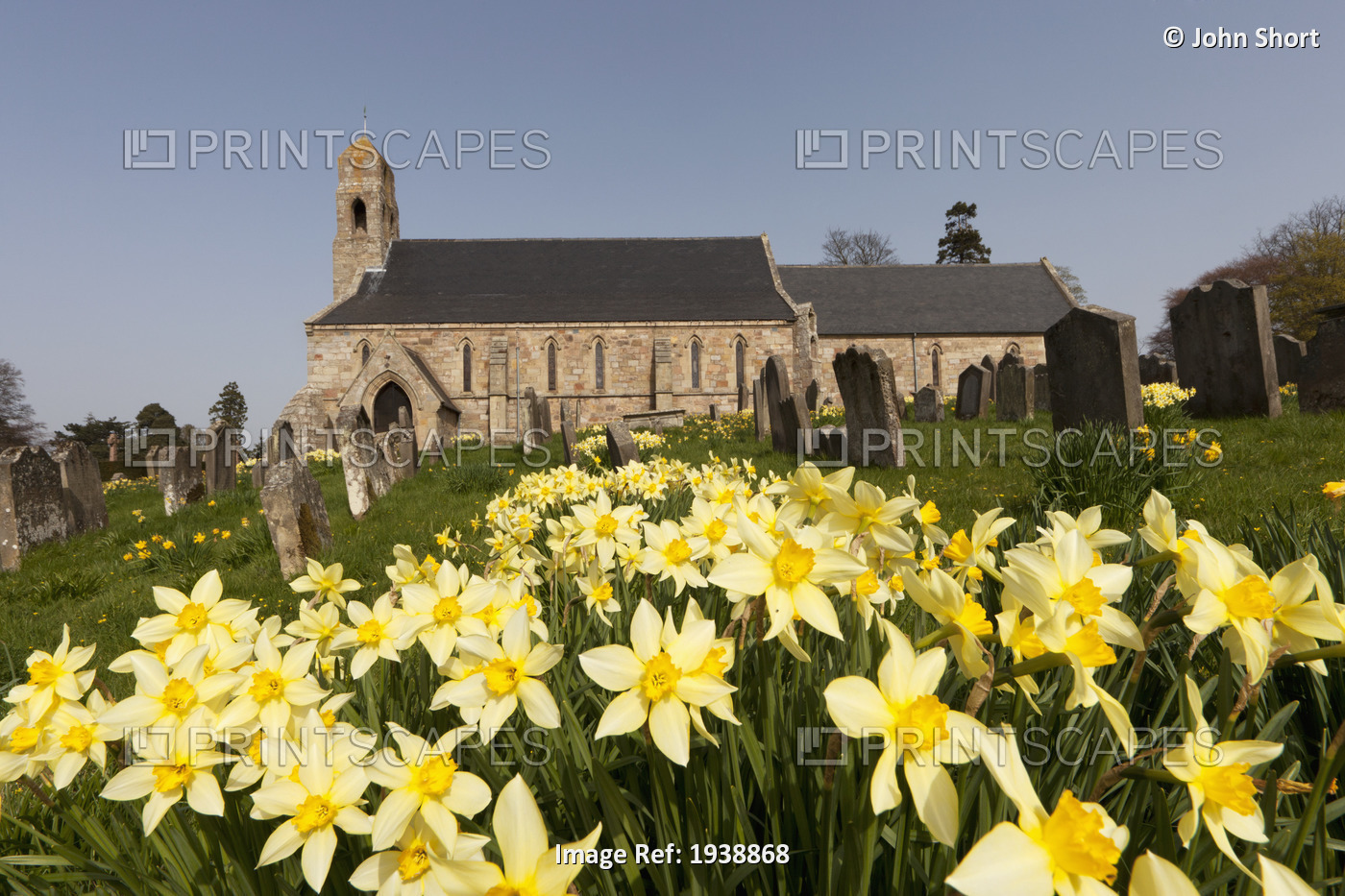 Yellow Daffodils In A Cemetery Beside A Church; Ford Northumberland England