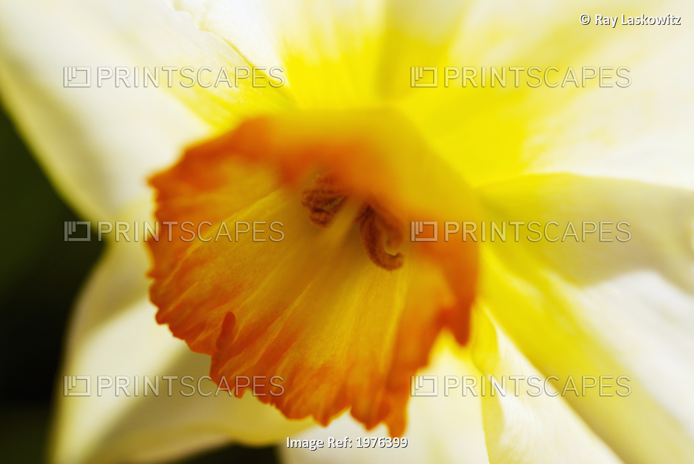 White Daffodil, Selective Focus On Flower Center.