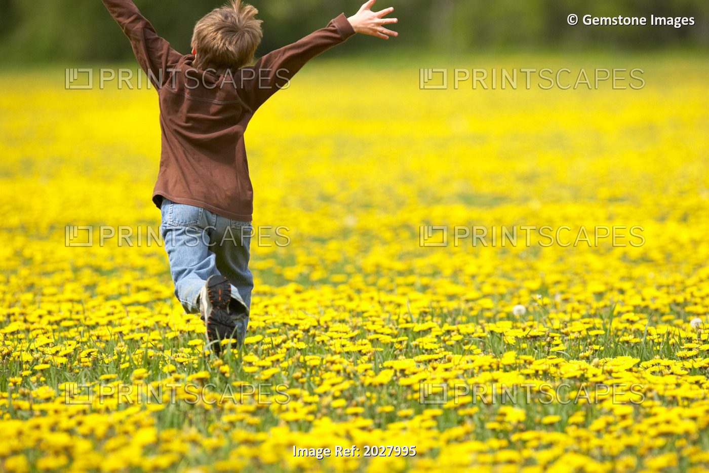 Young Boy Running Through Field Of Dandelions With Hands Up In The Air, Fernie, ...
