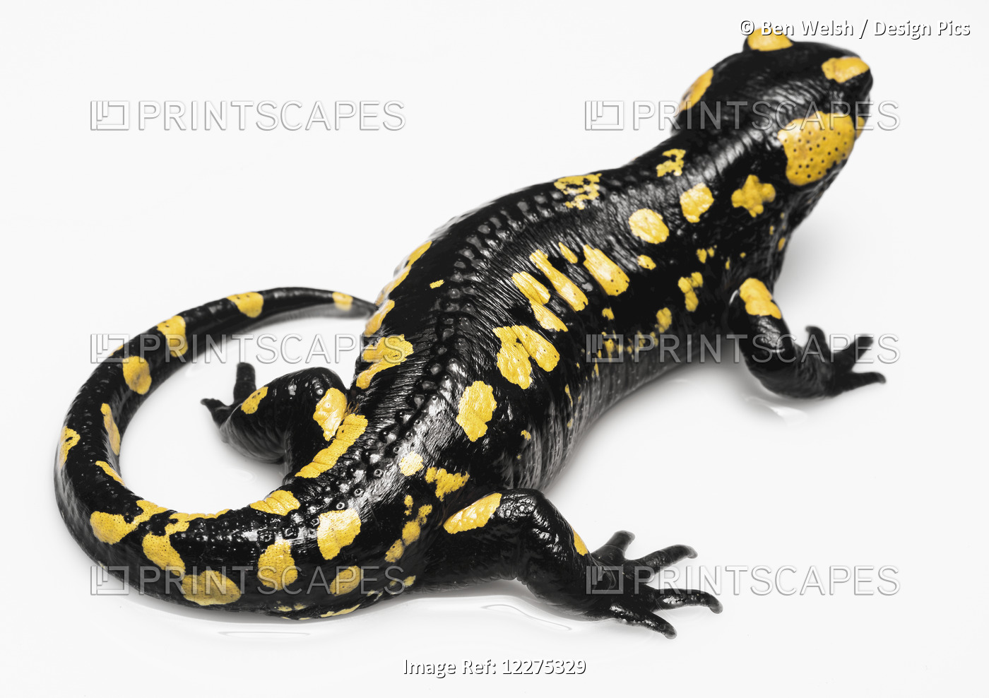 Salamander (Caudata) On A White Background; Tarifa, Cadiz, Andalusia, Spain