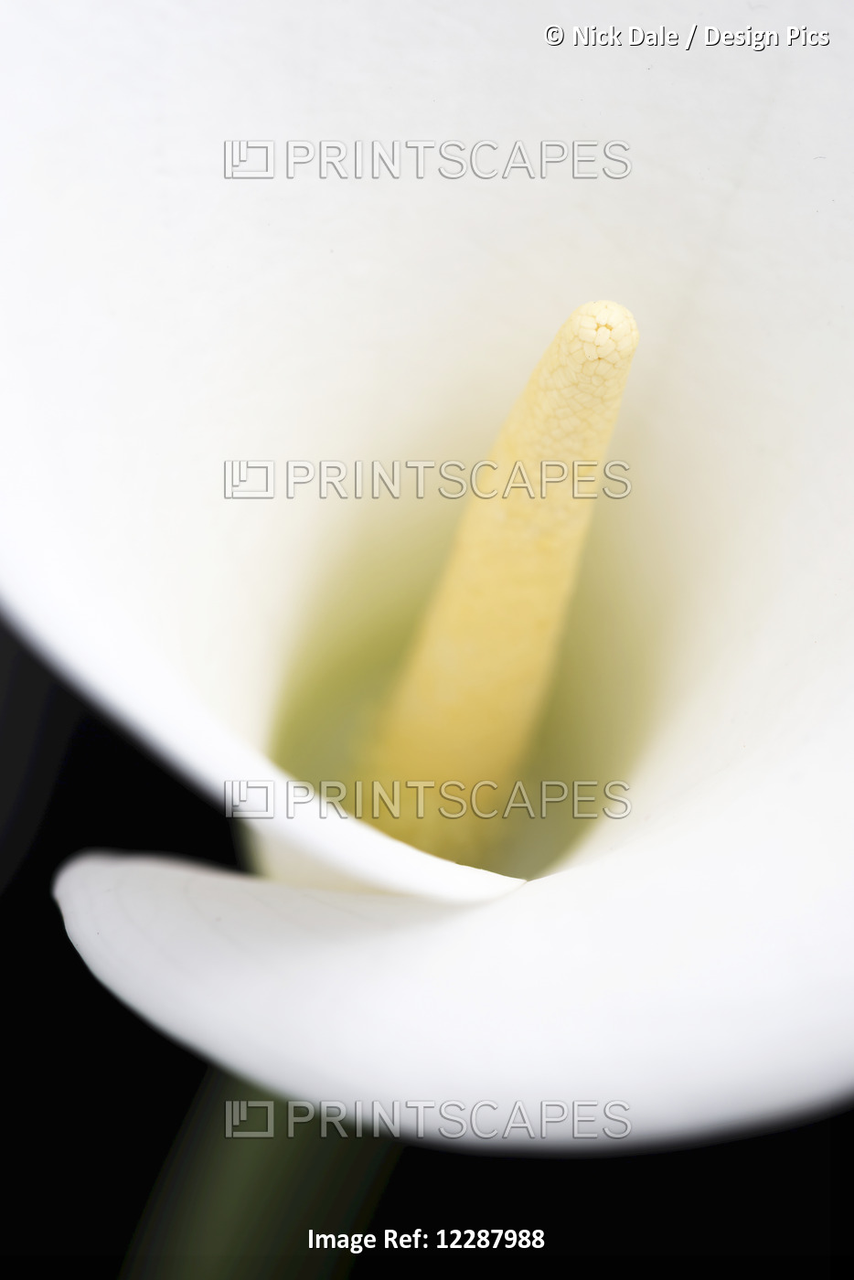 Close Up Of Blurred Centre Of White Arum Or Calla Lily (Zantedeschia ...