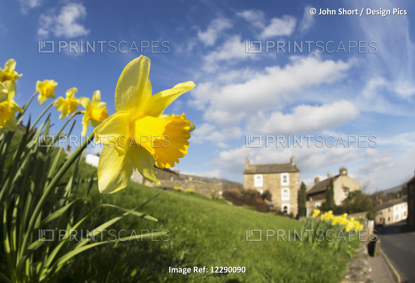 Yellow Daffodils In Blossom With Houses In The Distance; Yorkshire Dales, ...