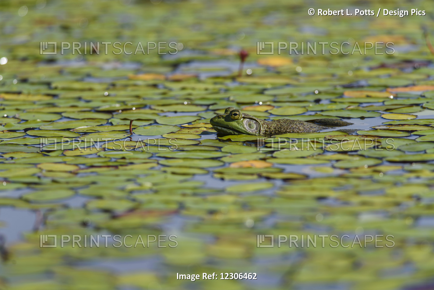 An American Bullfrog (Lithobates Catesbeianus) Rests In A Pond; Tahlequah, ...