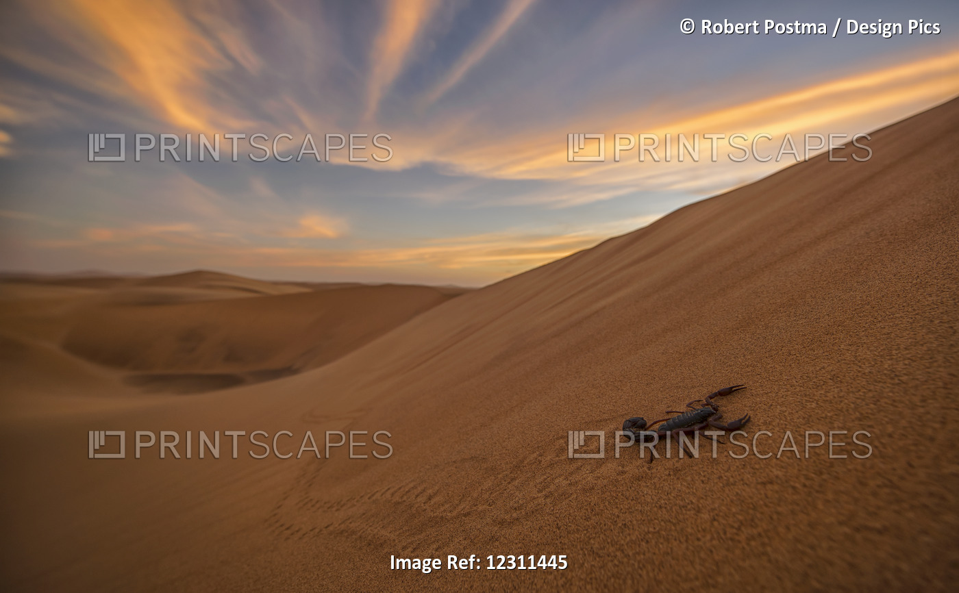 Scorpion Walking Through The Desert; Swakopmund, Namibia