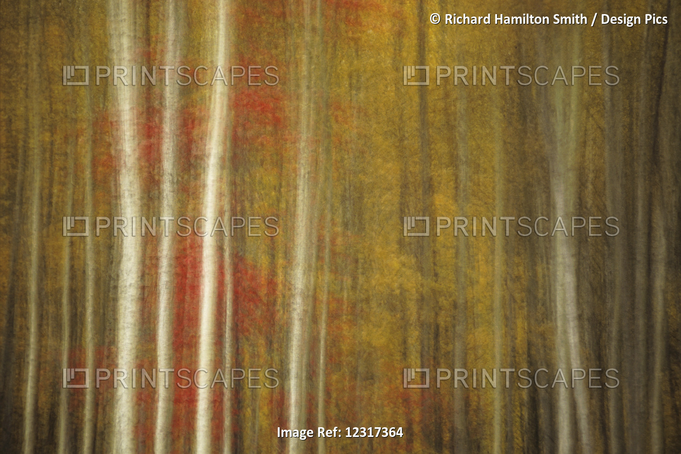 Camera Motion Blur Of Fall Coloured Aspen And Birch Forest In Northern ...