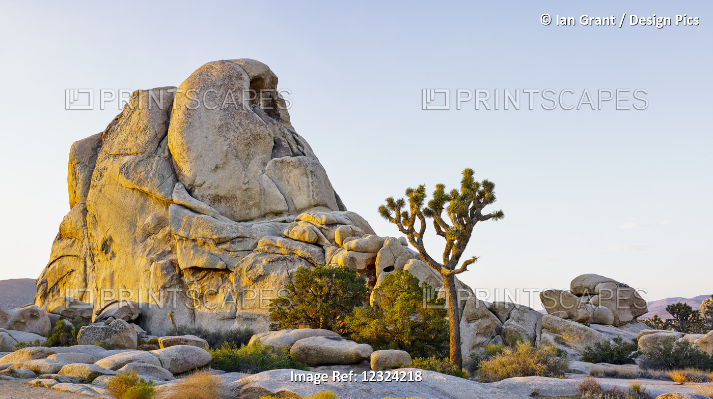 Rock Formation And Tree At Sunrise, Joshua Tree National Park; California, ...