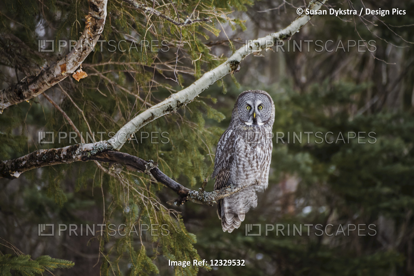 The Great Grey Owl 2