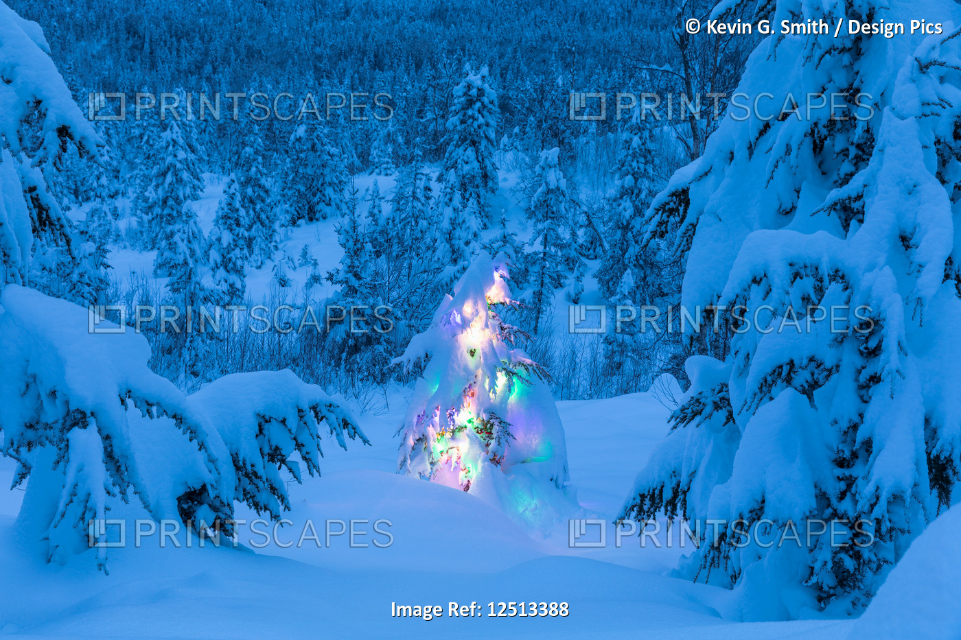 A small spruce tree covered in fresh snow is illuminated by colourful string ...