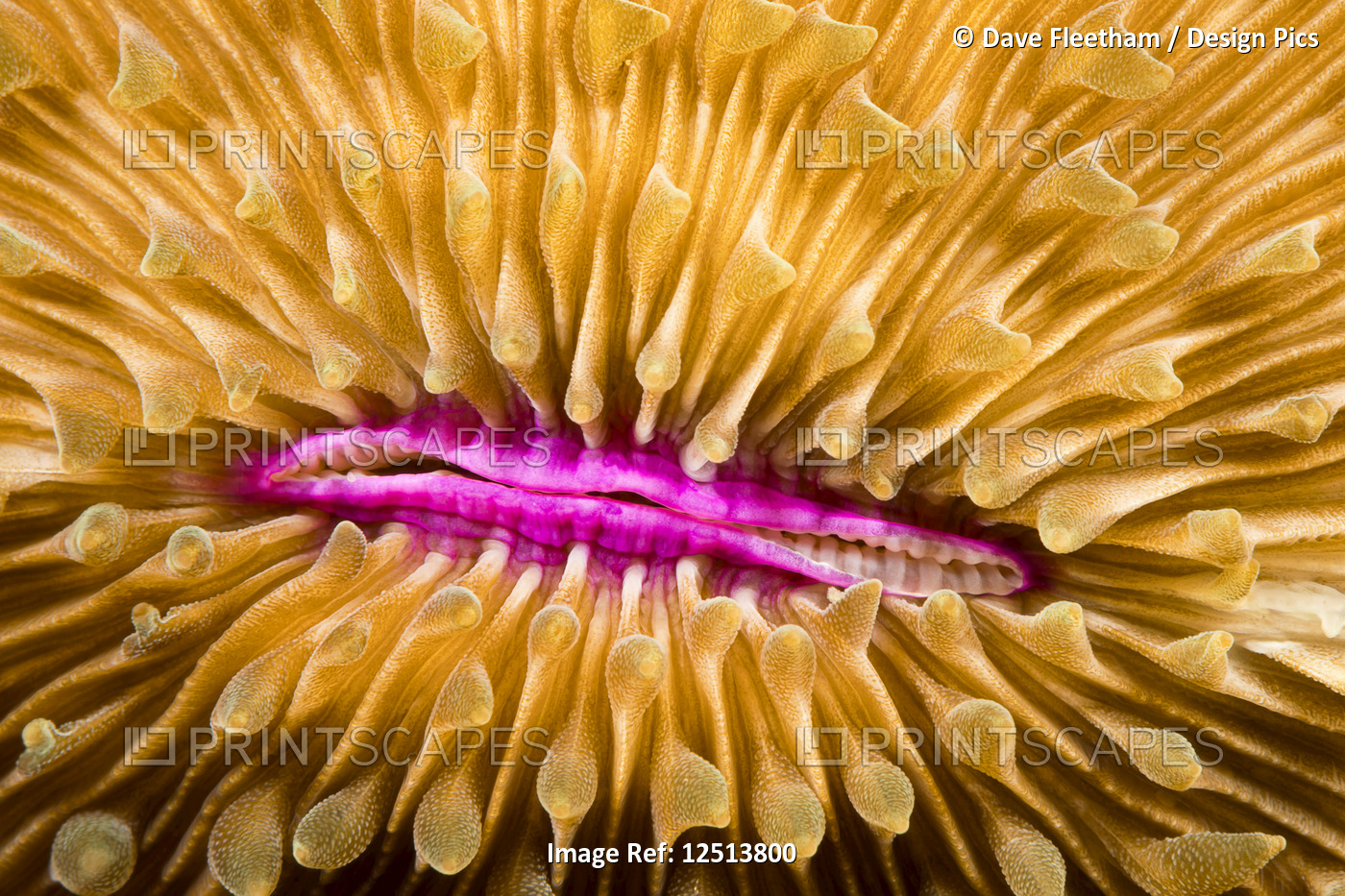 Mouth detail of a colourful and healthy Mushroom coral, Fungia fungites, that ...
