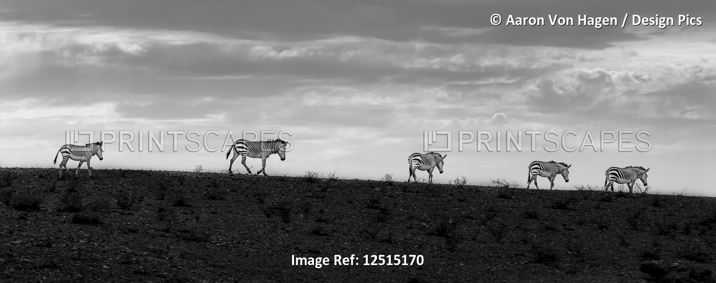 Five zebras walking in a row at sunset; Sossusvlei, Hardap Region, Namibia