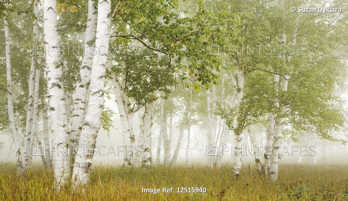 Birch Trees in Fog