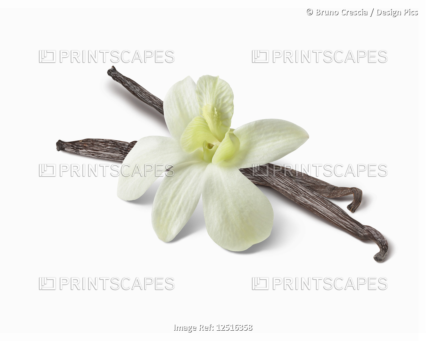 Vanilla flower and beans on a white background