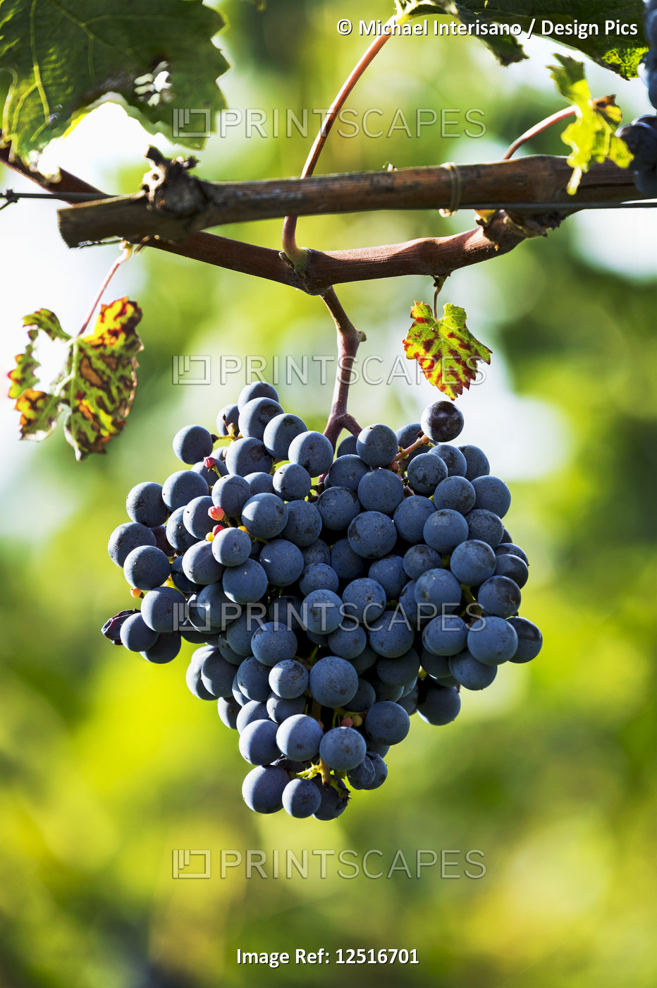 Cluster of purple grapes hanging from the vine; Caldaro, Bolzano, Italy