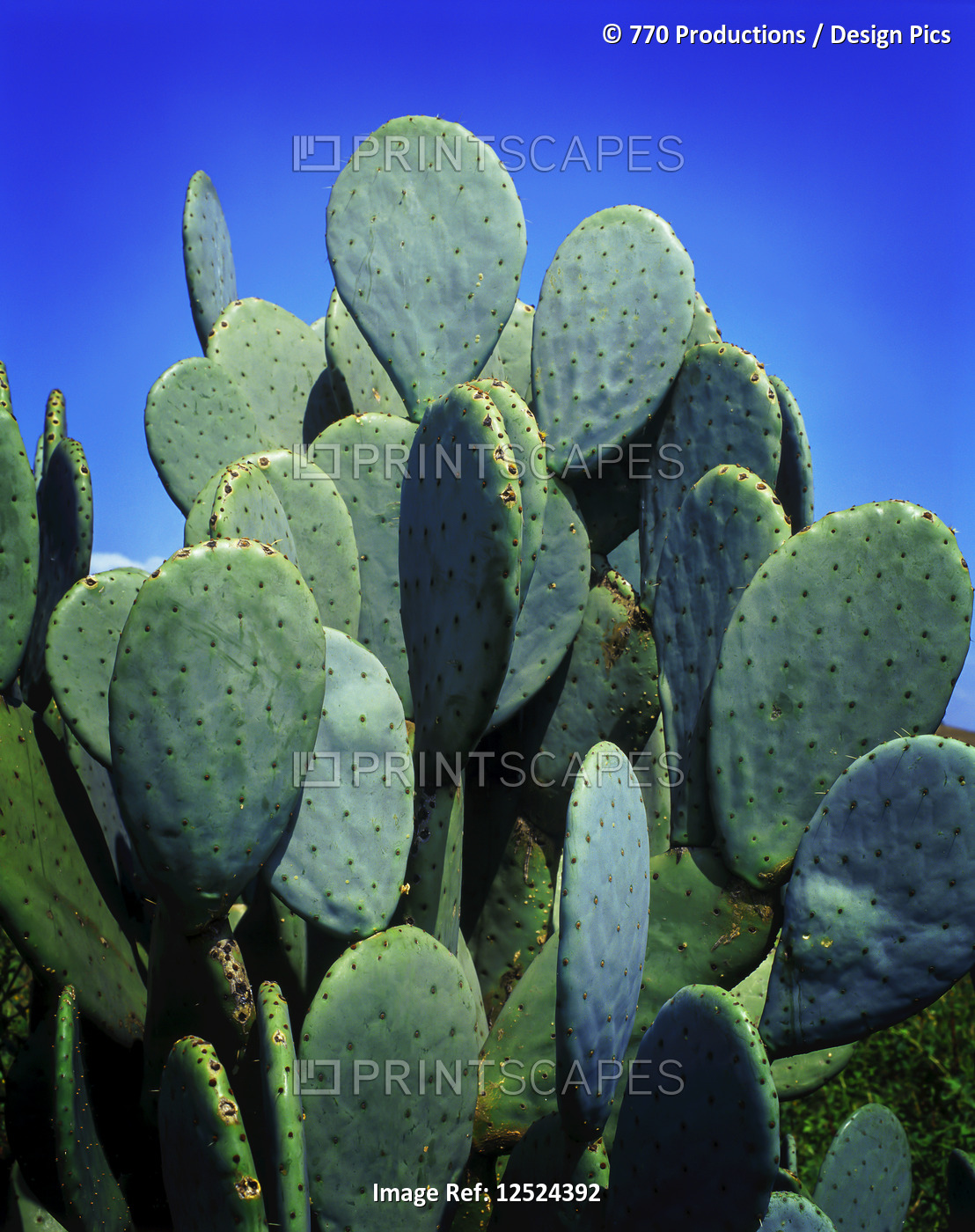 Close-up of a cactus plant and blue sky, near Mexico City; Mexico