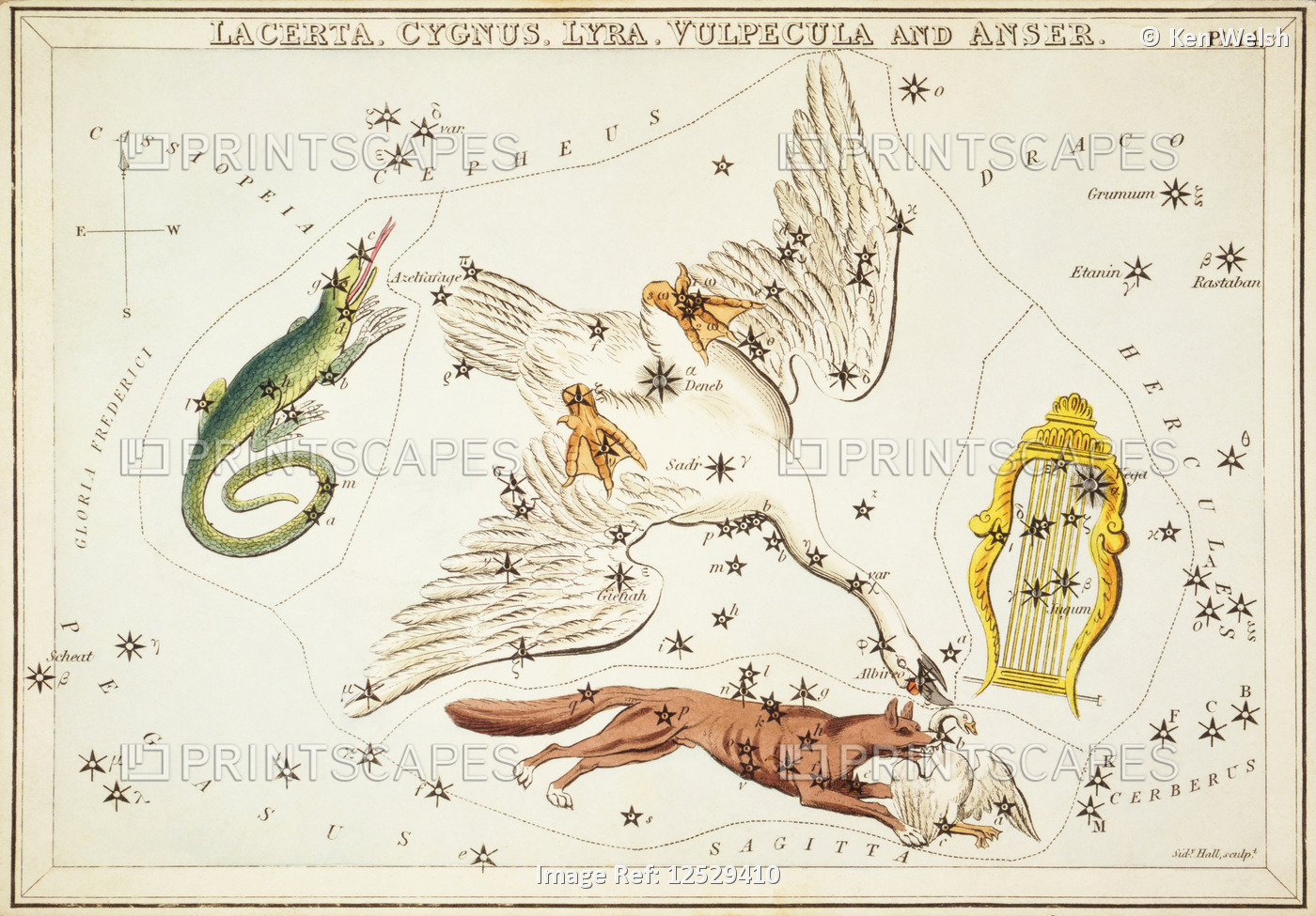 Lacerta, Cygnus, Lyra, Vulpecula and Anser.  Card Number 14 from Urania's ...