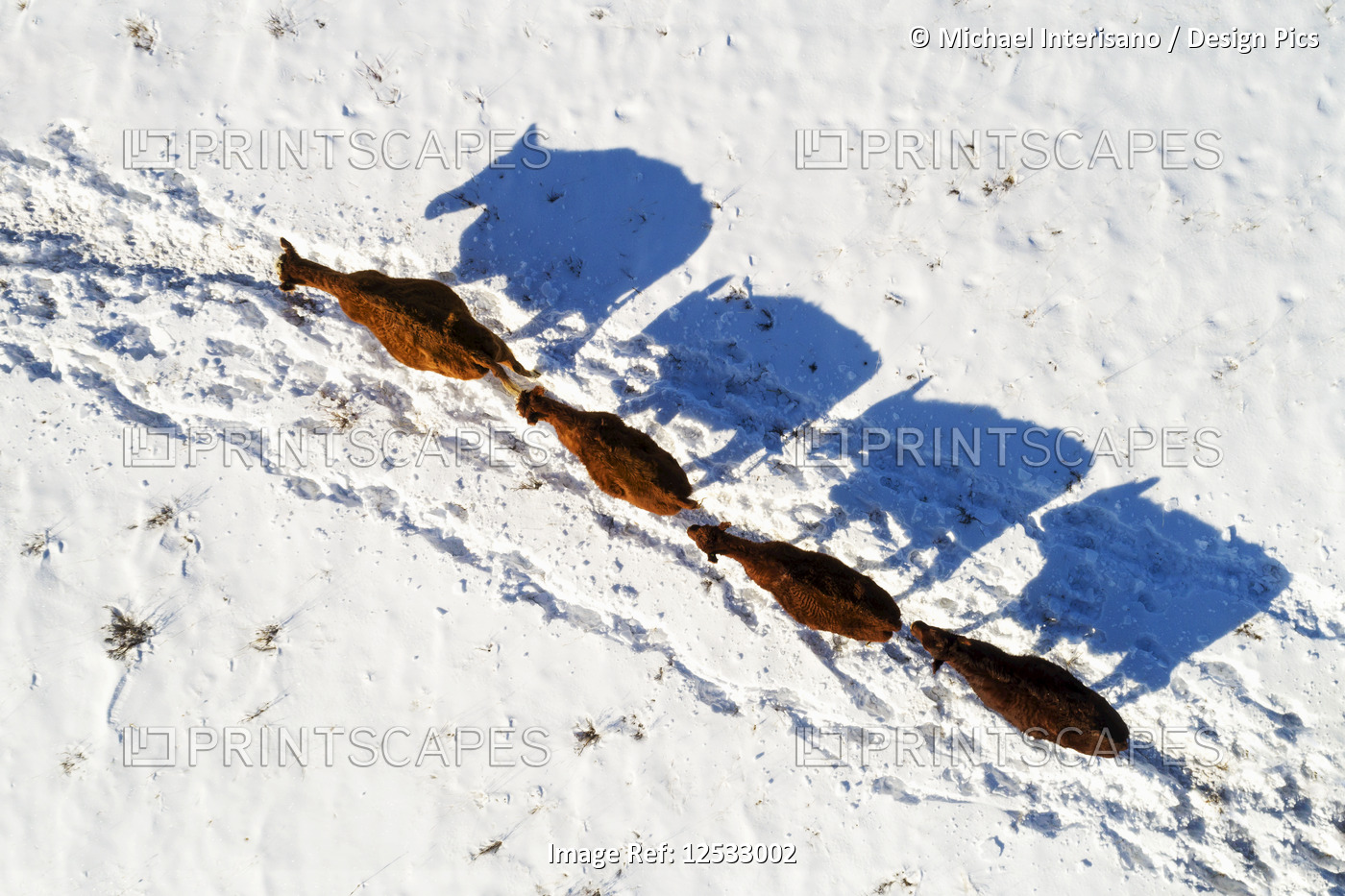 Aerial view of cattle in a snow-covered field with long shadows, West of ...