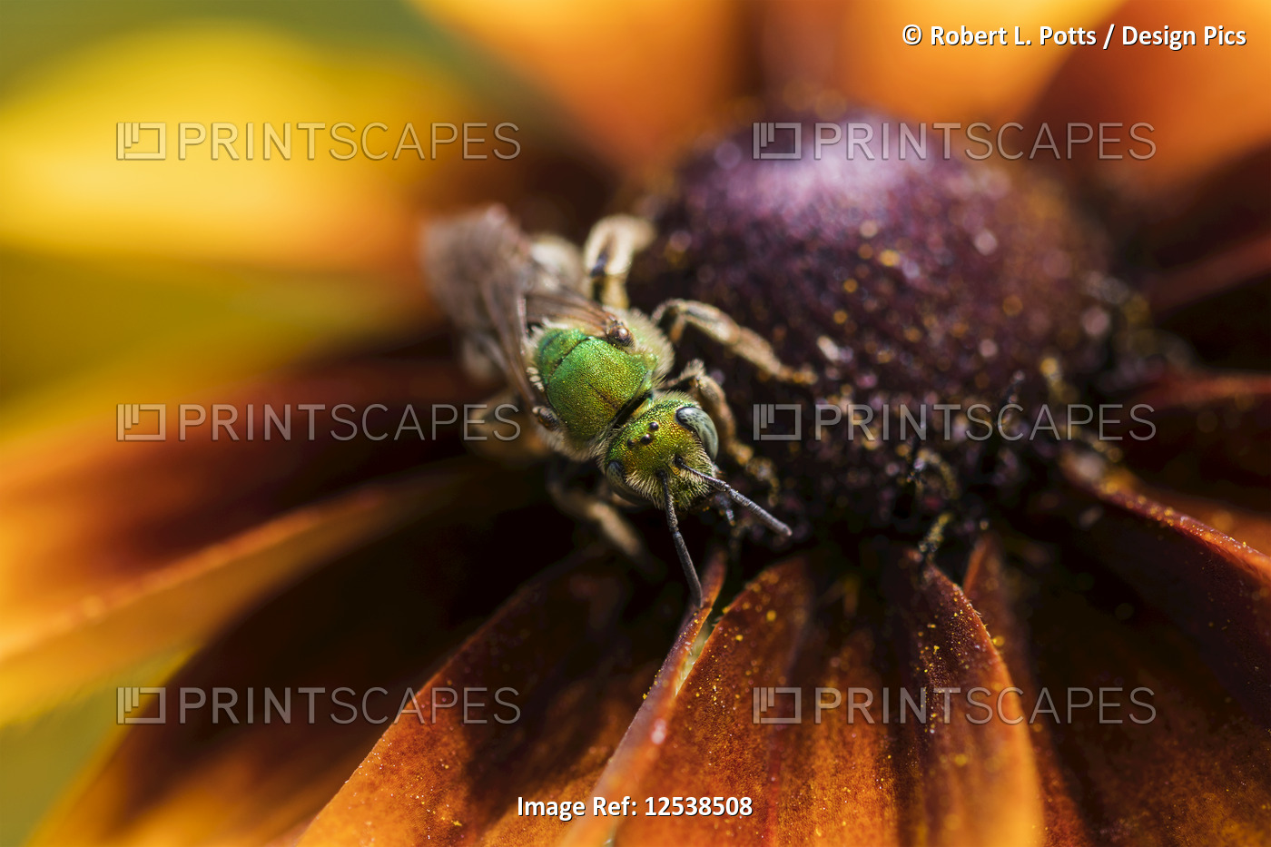 A bicolored striped-sweat bee (Agapostemon virescens) pollinates Black-eyed ...
