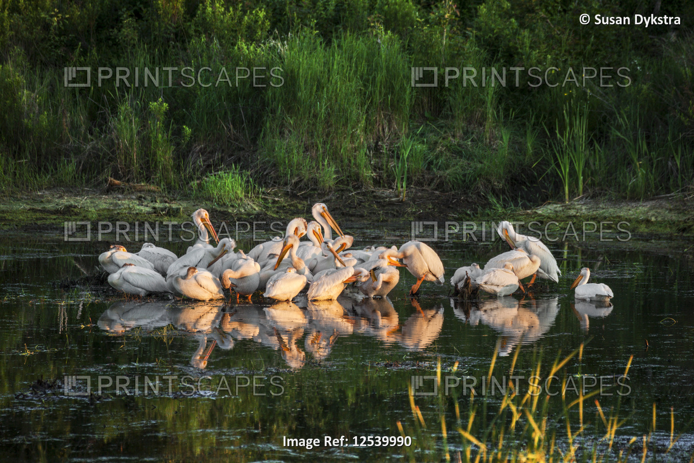 A Gathering of White Pelicans 