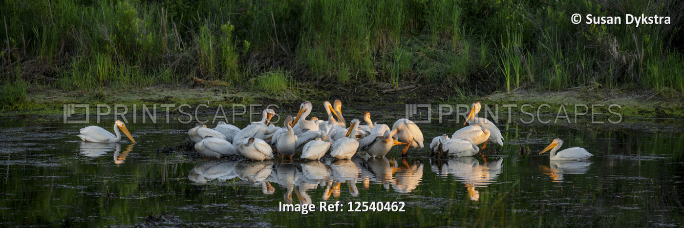 A Gathering of White Pelicans 