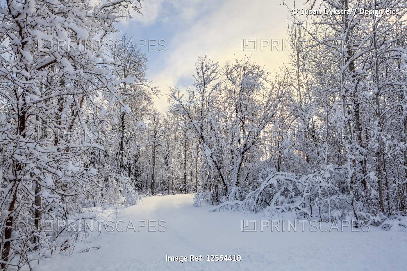 Snow-covered trees with pathway and blue sky