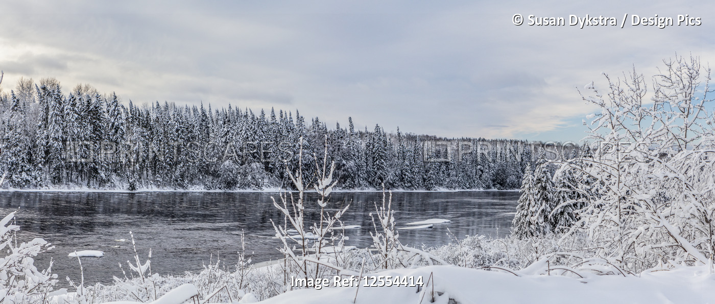 Snow-covered trees along river