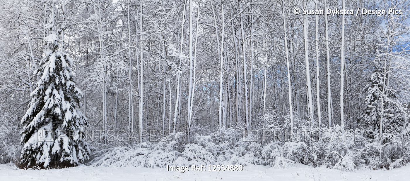 Lone Tree in Snow Covered Forest
