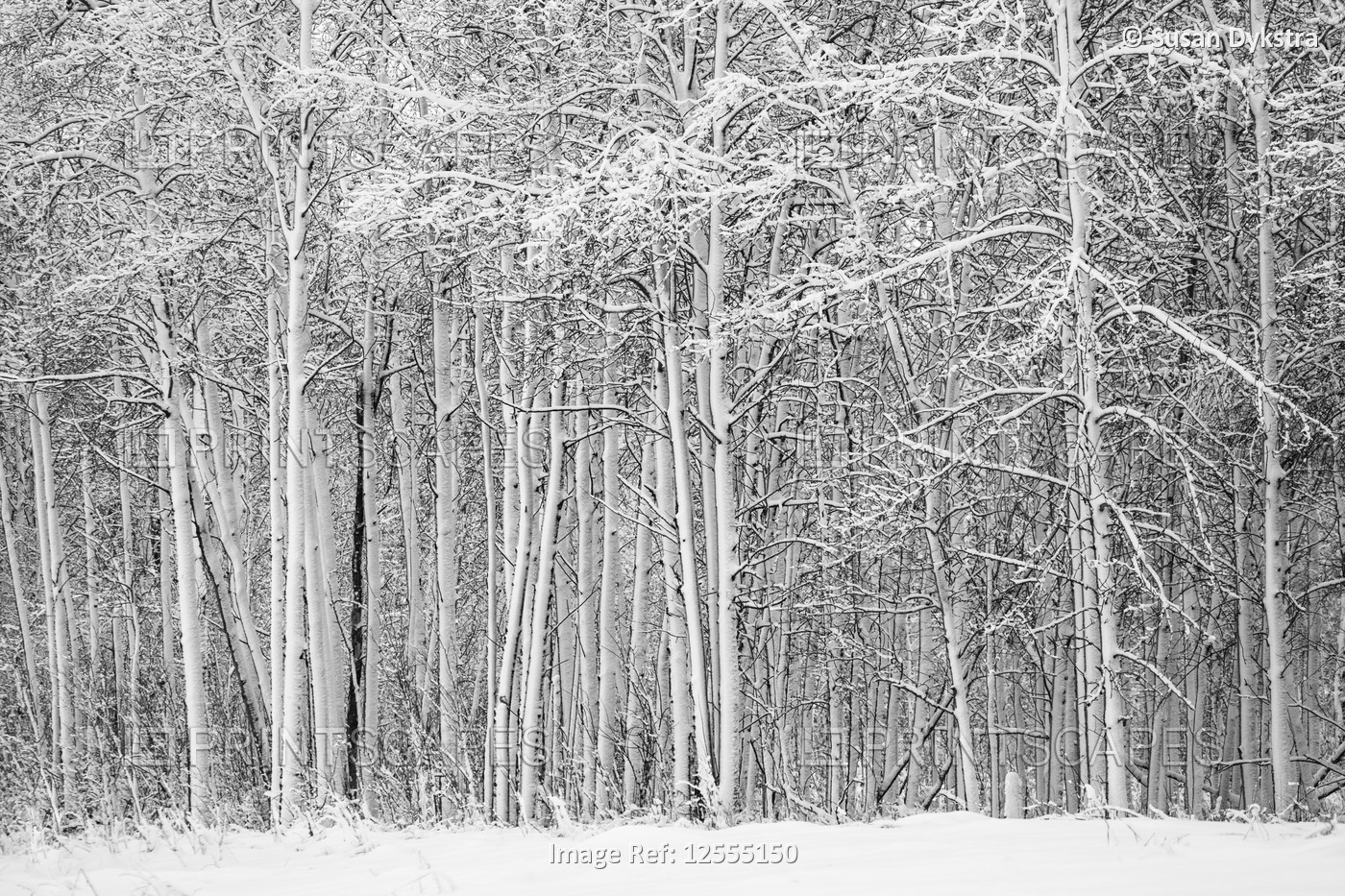 Winter wonder land in the forest