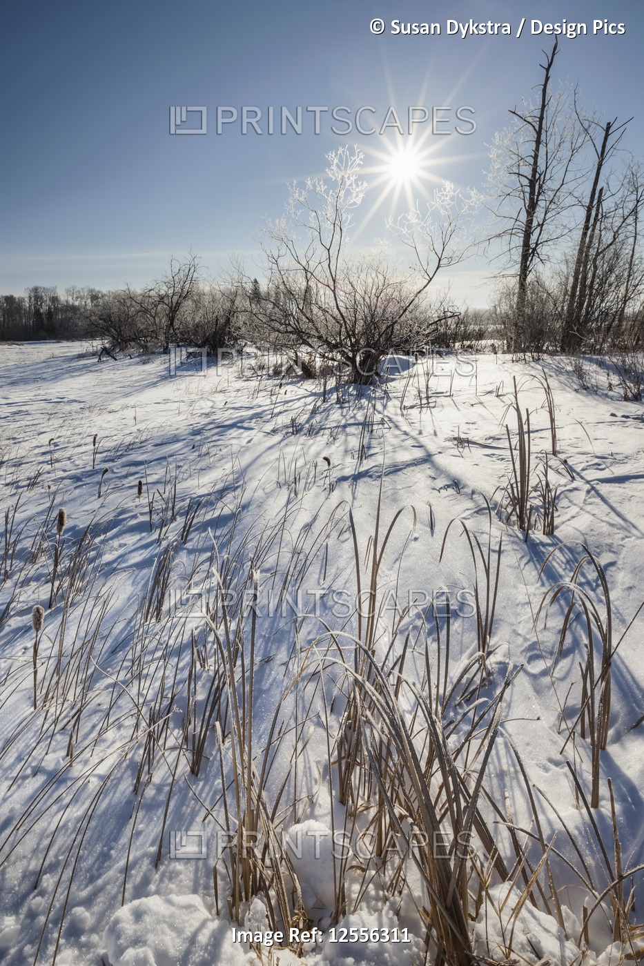 Sunburst shines brightly in blue sky over snow-covered field, near Winnipeg; ...