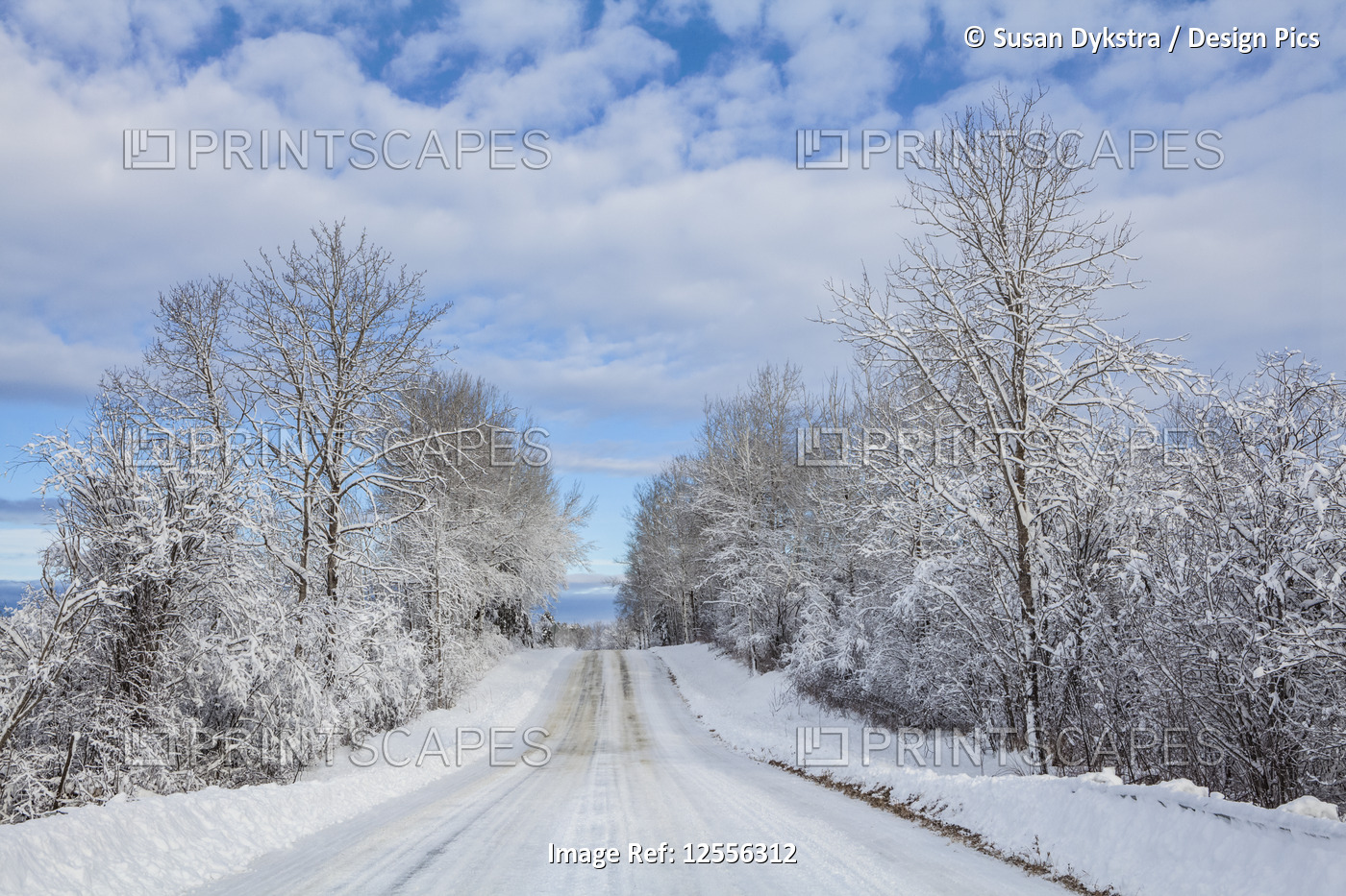 Country road in winter with snow-covered trees; Thunder Bay, Ontario, Canada