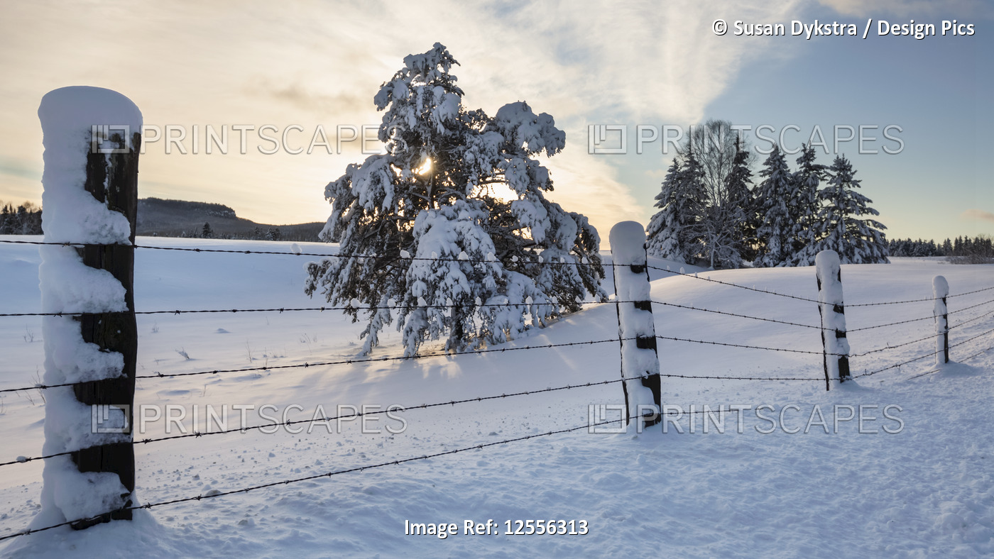 Snow-covered trees at sunset with fence