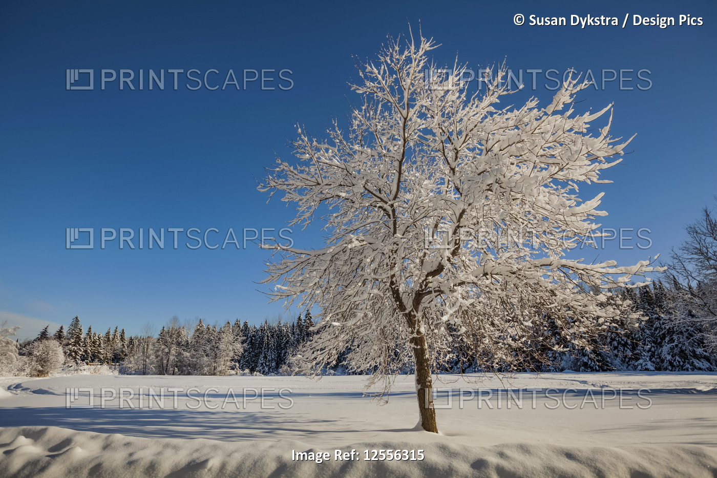 Snow-covered tree in a field with a bright, blue sky in winter; Thunder Bay, ...