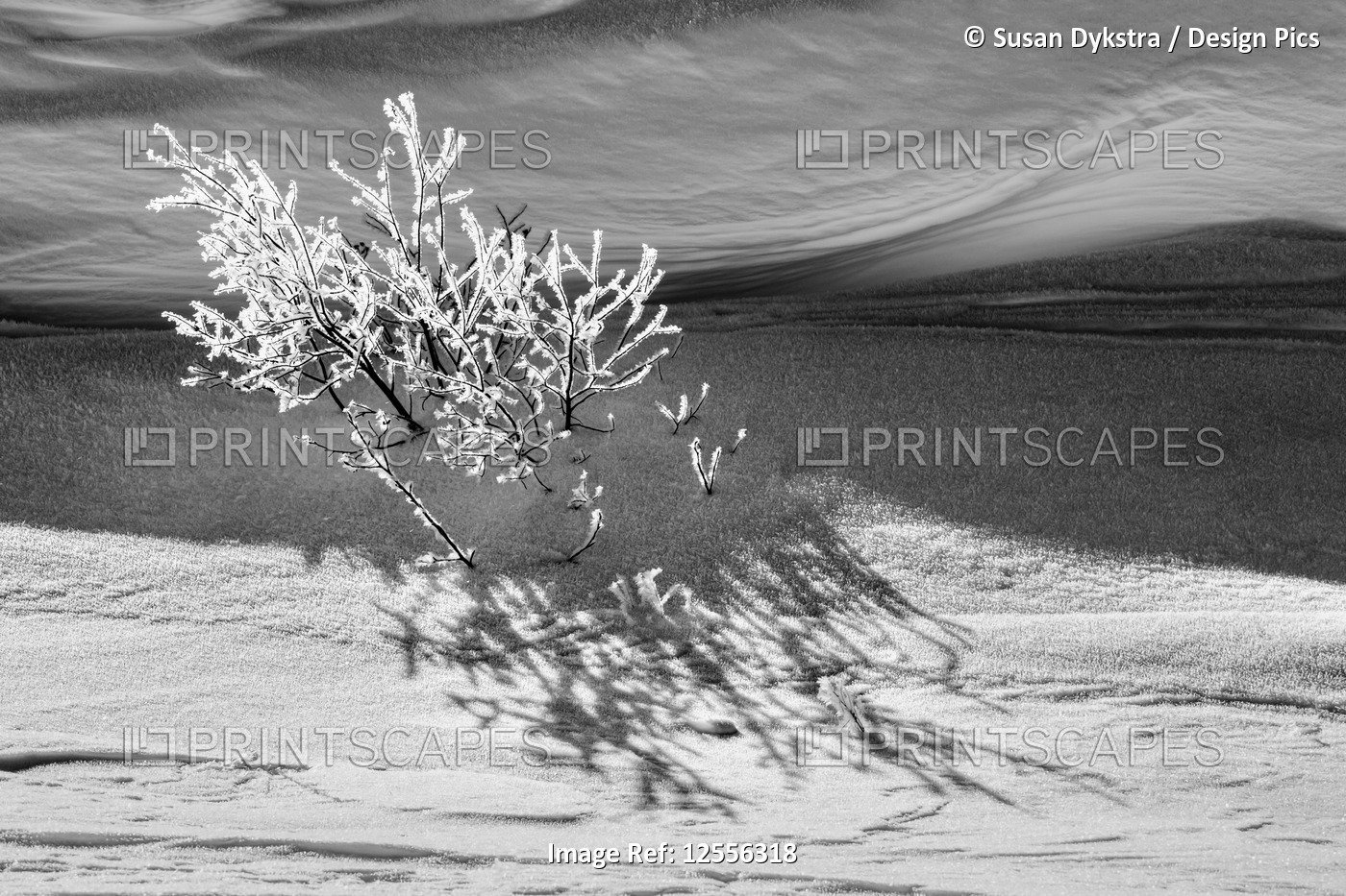 Black and white  image of a snow-covered shrub and shadows; Thunder Bay, ...