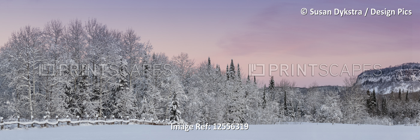 Winter panorama of snow-covered trees at sunset