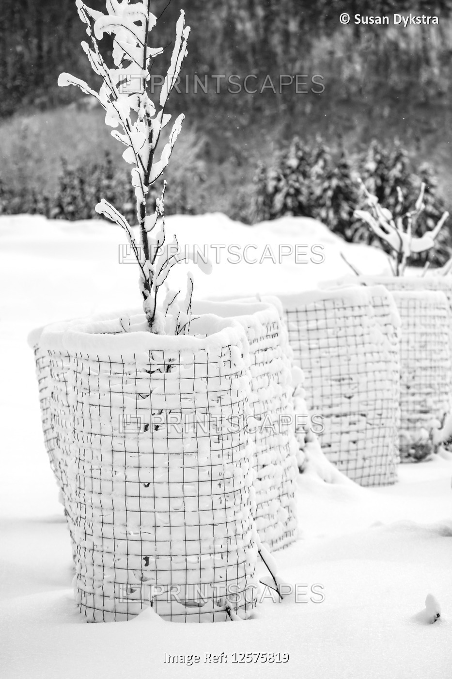 Snow-covered shrubs with protective fences in winter; Manitoba, Canada