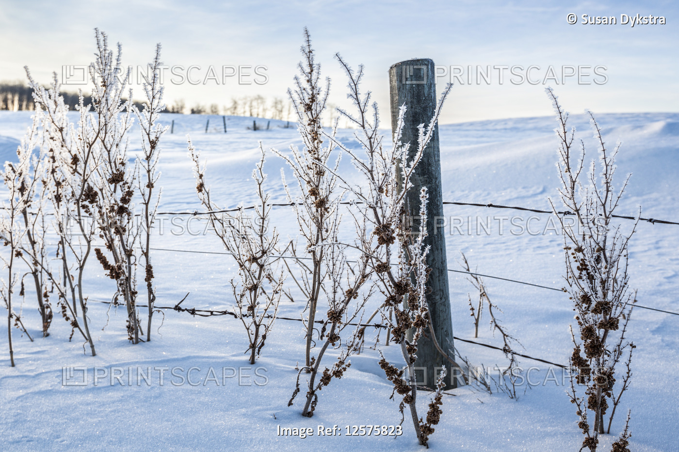 Frosty shrubs against a fence with a snow-covered field behind, near Winnipeg; ...