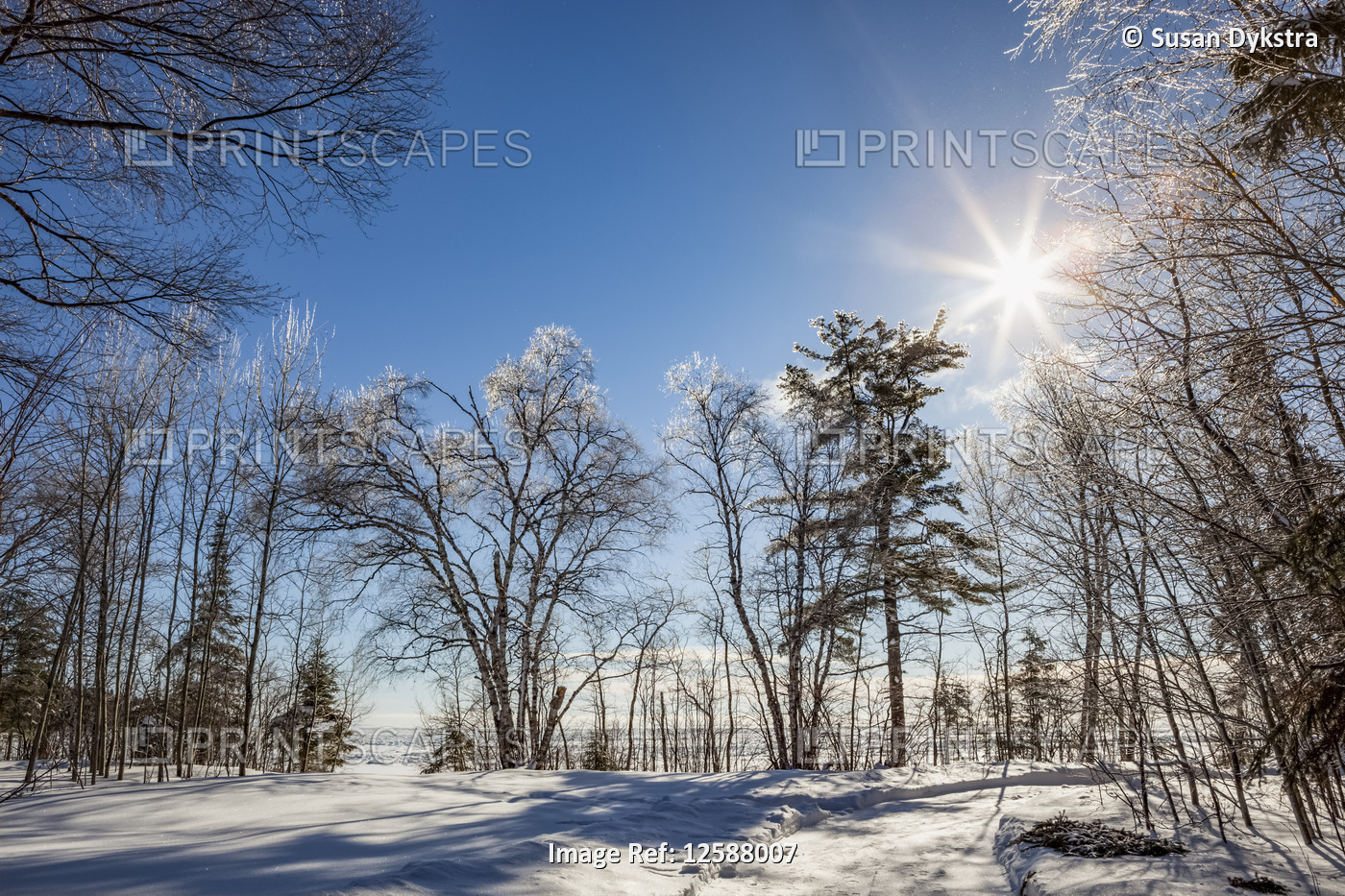 Ice-covered trees against a blue sky with sunburst; Sault St. Marie, Michigan, ...