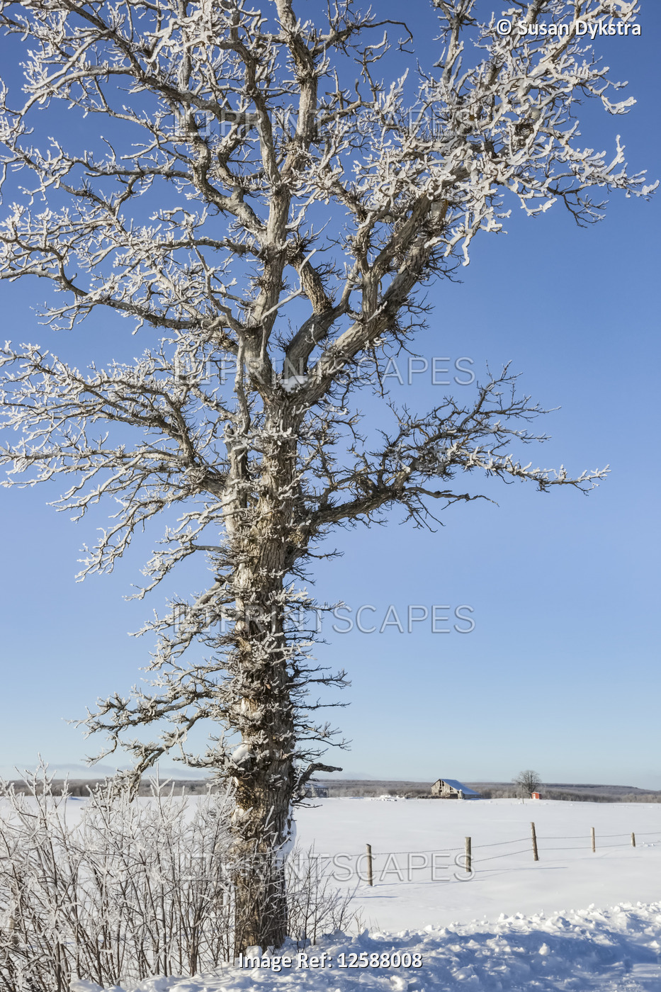 Snowy landscape with tree