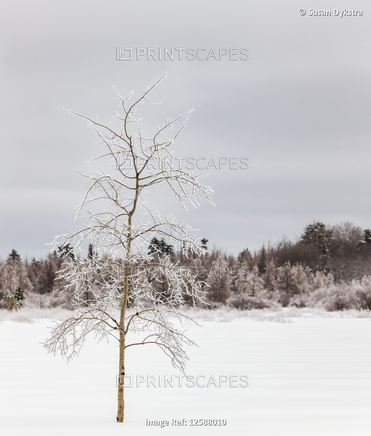 Winter landscape with lone tree