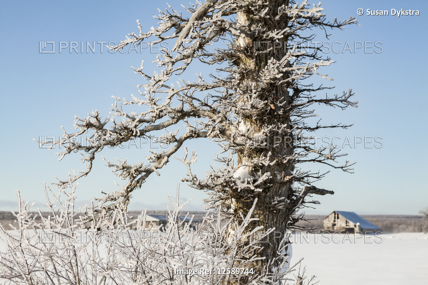 Ice-covered tree against a blue sky
