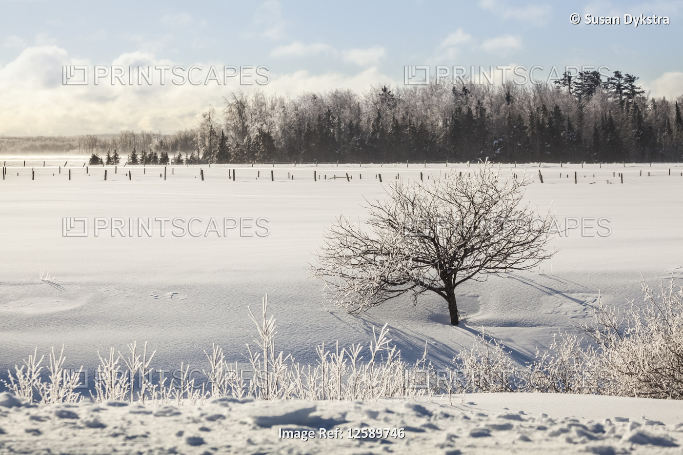 Winter scene on farmland
