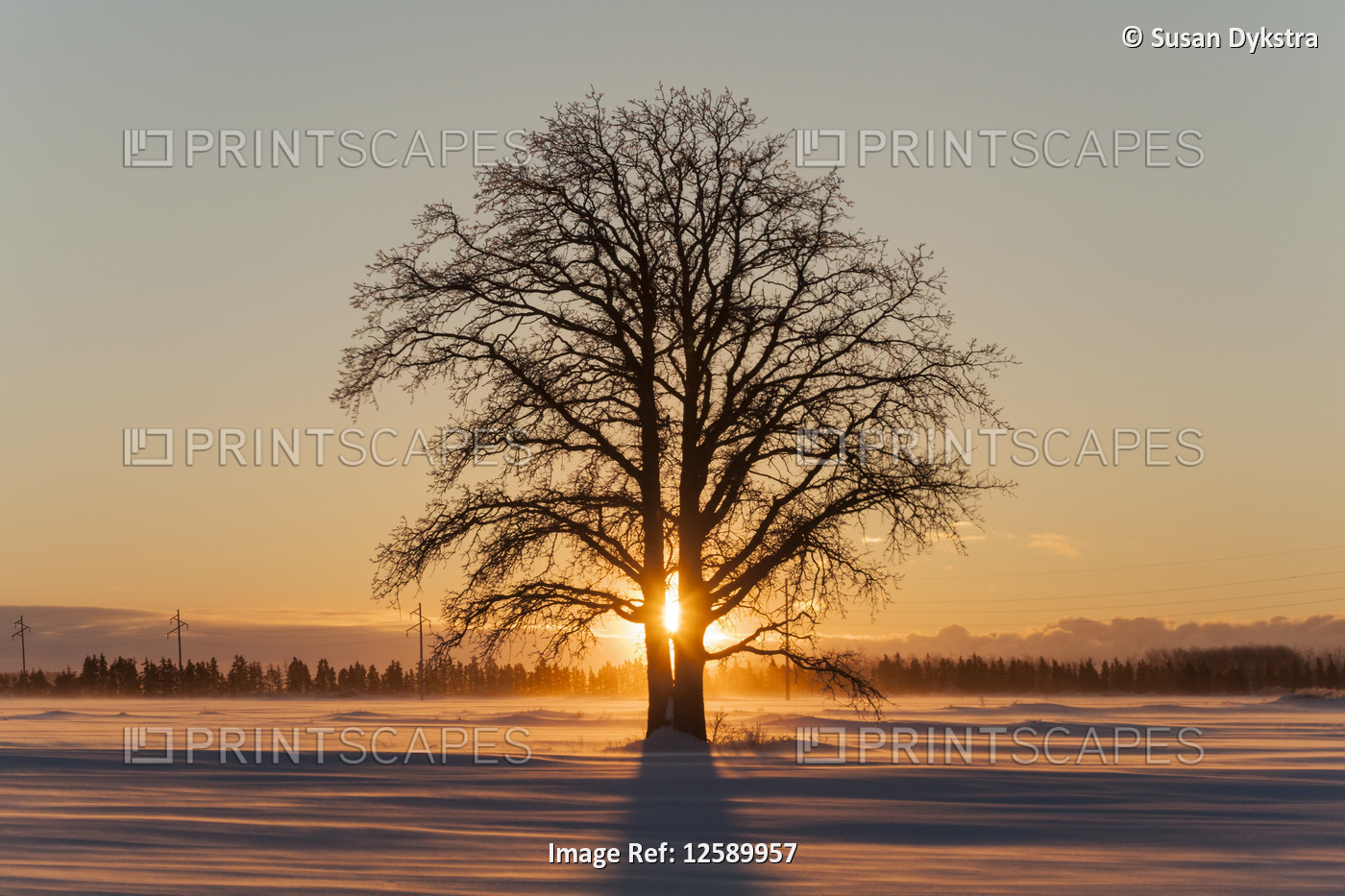 Silhouetted tree at sunset in winter