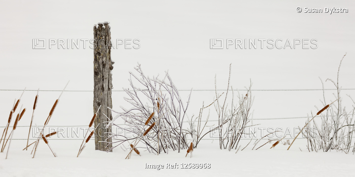 Ice-covered bulrushes and fence