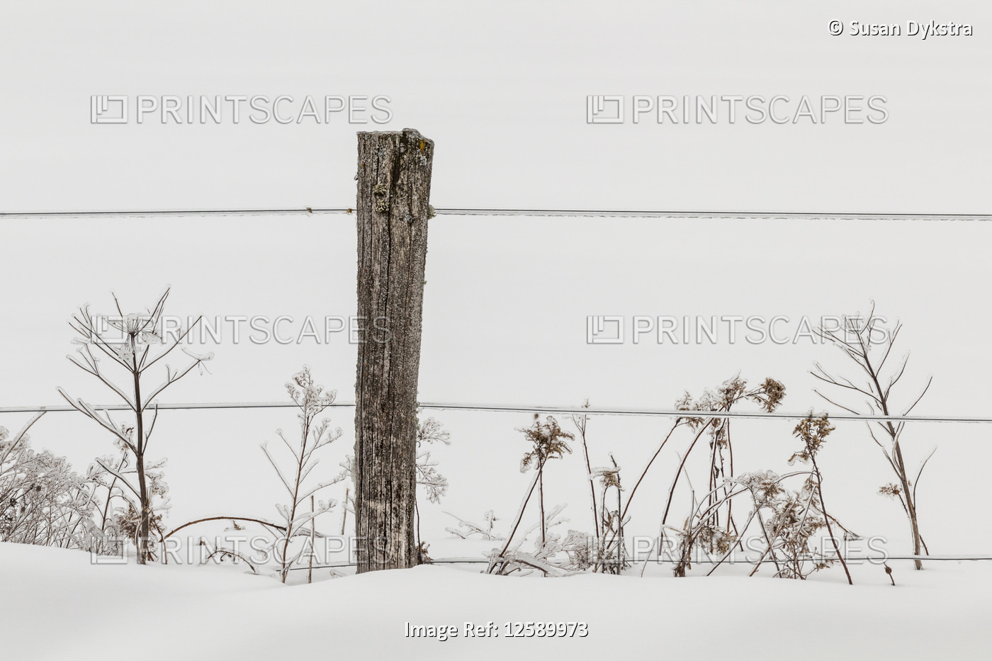 Ice-covered plants and fence
